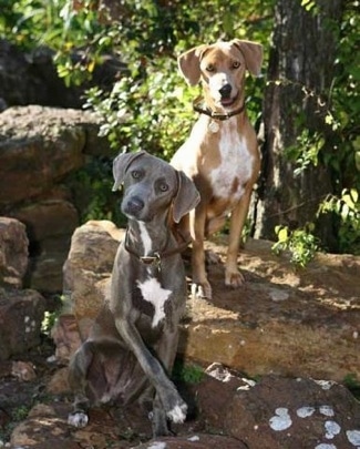 Two American Blue Lacys are sitting in the woods, on top of a log and a rock.